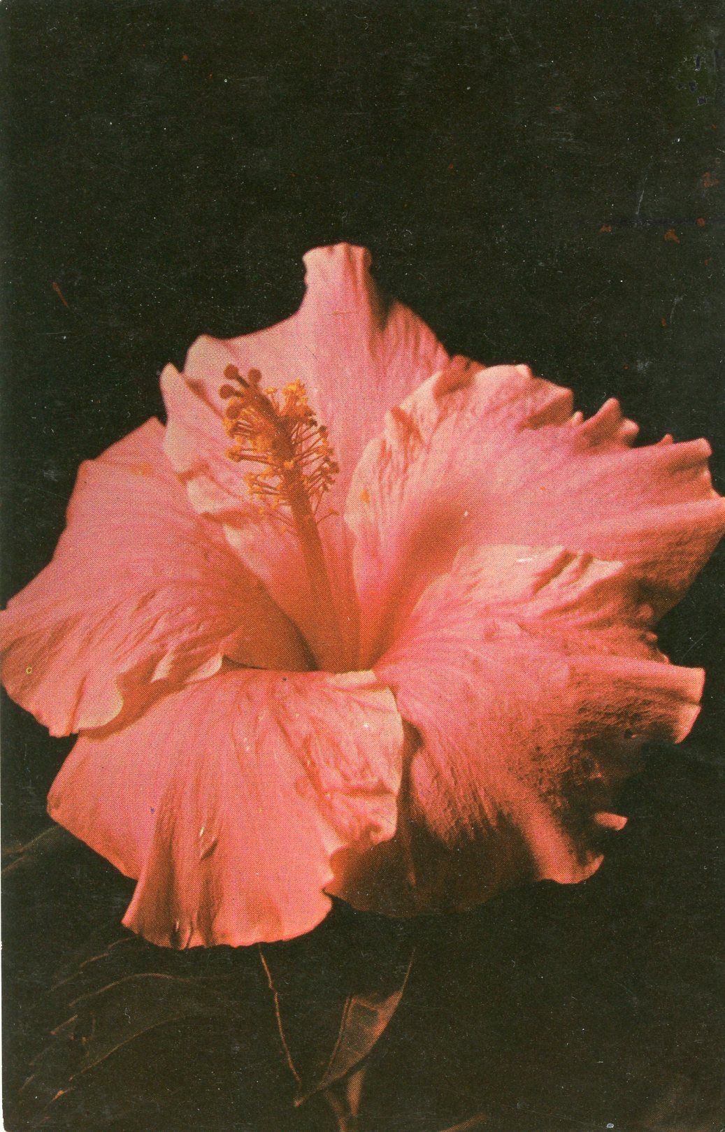 Sacred feminine connection